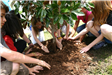 Kids planting a tree