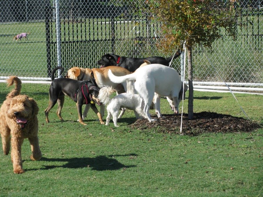 Multiple Dogs Running Around