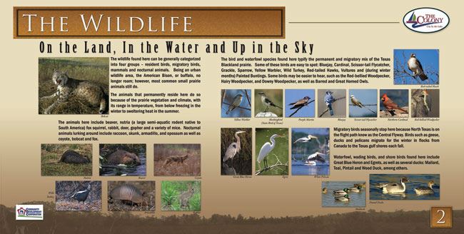 Interpretive sign titled "The Wildlife" located along the Shoreline Trail, highlighting animals found in the area. The sign is divided into sections: "On the Land, In the Water and Up in the Sky." It features images and descriptions of local mammals such as bobcats, armadillos, raccoons, and beavers, as well as various bird species including cardinals, hawks, herons, egrets, ducks, and woodpeckers. The sign provides educational information on permanent and migratory wildlife common to Texas and The Colony area, illustrated with multiple color photographs of the animals mentioned.