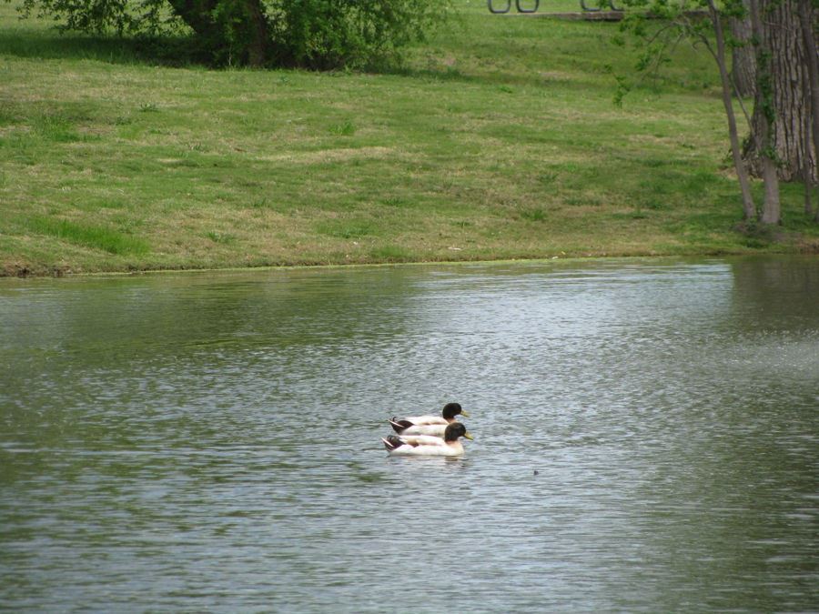 Two ducks swim side by side on the calm water of Lions Club Pond, with grassy banks and trees lining the shore in the background.